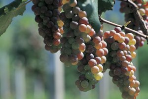 Uvas verdes.