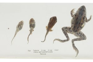 Los niños están fascinados al ver como los animales crecen y cambian a través de la metamorfosis.
