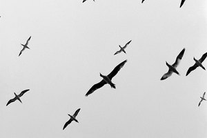 Las cámaras digitales de Canon EOS pueden tomar imágenes en blanco y negro.