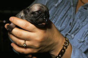 La descarga verde después del primer cachorro se considera normal.