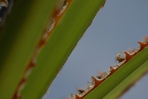 La palma enana contiene químicos que influencian en los niveles de estrógenos.