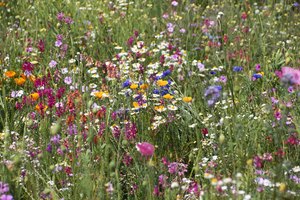 Campo con flores silvestres que causan alergia.
