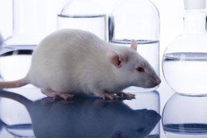 El Azul No. 2 tiene aumentos significativos en los cánceres de cerebro y otros tipos de desarrollo de células.
