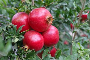 La fruta de la granada que crece en el árbol Punica granatum.