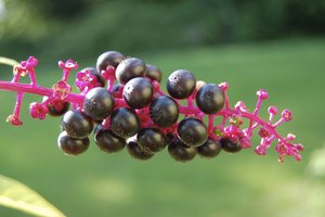 Un primer plano de las bayas de phytolacca.