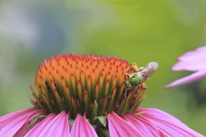 Primer plano de una abeja sobre una flor de equinácea.