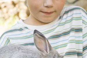 Encuentra un conejo mascota adecuado para tu niño al aprender sobre las características de varias razas.