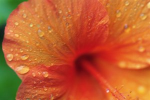Las flores rel hibiscus puede ayudar a bajar la presión de la sangre.