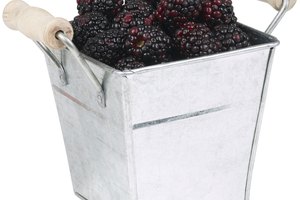 Las zarzamoras son ricas en fibra, pero bajas en calorías.