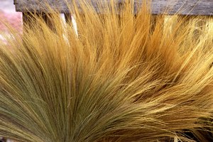 El wheatgrass deshidratado fue objeto de los estudios iniciales.