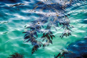El kelp es un tipo de alga parda.