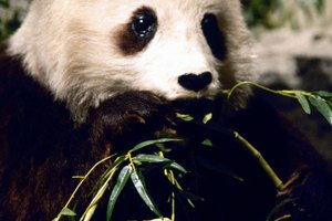 Puedes hacer una linda réplica de papel de este adorable oso panda.