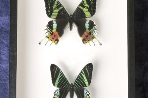 Visita un museo o el zoológico en tu área que tiene una exposición de insectos.