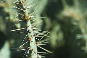 Las espinas de los cactus pueden ser doloras si se incrustan en la piel.
