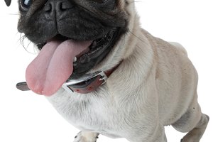 Las cámaras y la iluminación pueden causar que los ojos de un perro aparezcan anormalmente brillantes en las fotos.
