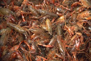 Los cangrejos nativos del estado de Washington se encuentran en lagos y ríos de agua dulce.