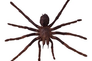 Las arañas de violín es una especie peligrosa.
