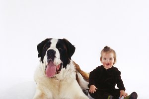 Un perro puede ser una parte educacional en la vida de tu bebé.