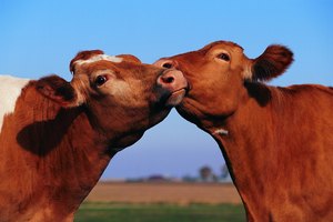 El cuero sintético no puede ser llamado cuero en algunos países.