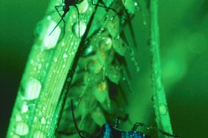 Los repelentes de mosquitos tienen distintos componentes.