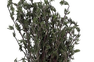 El romero pertence a la familia de la menta.