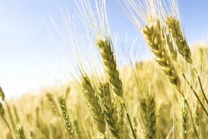 El trigo es un alérgeno alimentario importante que puede causar diarrea.