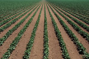 La planta de soja es una de las plantaciones más comúnes en el mundo.