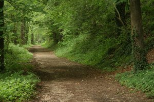 Los caminos de la isla son ideales para montar en bicicleta.