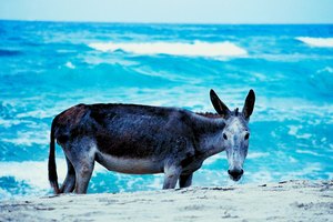Las playas en las afueras de Barranquilla tienen un aire campestre.