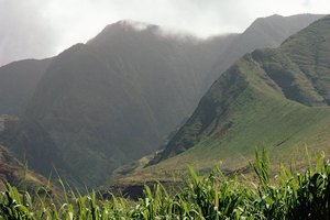 La caña de azúcar crece en campos y con ella se pueden hacer jugos o comerla de la vara.