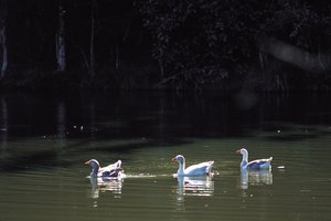 El parque cuenta con estanques y gansos.