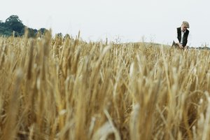 Aunque el trigo modificado genéticamente se ha desarrollado, no está aprobado para su consumo en los Estados Unidos.