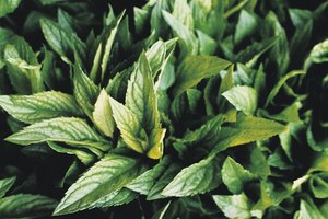 Las hojas de stevia son similares a las de menta.