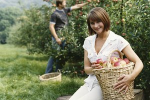 Las manzanas Pink Lady originales se desarrollaron en Australia.