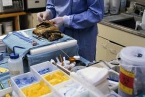 Keith Brofsky/Stockbyte/Getty Images “Autopsy”