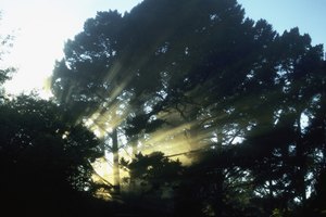 Marin County, en California, tiene hermosos senderos que corren por los bosques y alrededor de reservas.