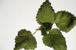 El bálsamo de melisa (Lemon Balm) se puede utilizar internamente o por vía tópica para ayudar a aliviar el estrés.