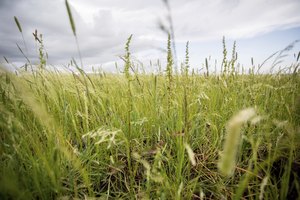 El teff creciendo en Etiopía.
