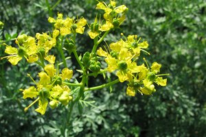 Ruda graveolens.
