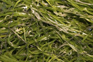 Ten cuidado al consumir kelp.