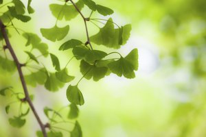 Ginkgo biloba.