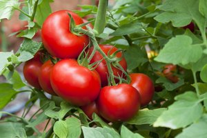 Tomates frescos en la vid.