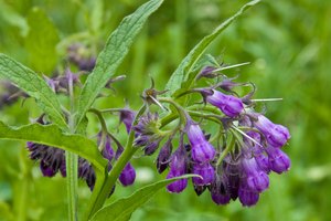 El té de consuelda puede brindar beneficios para la salud, pero también posee serios riesgos.