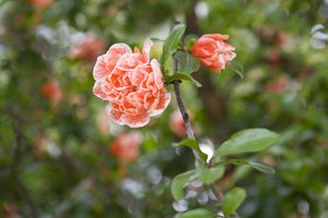 Flor de la granada en el árbol.