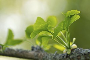 Hojas de gingko biloba.
