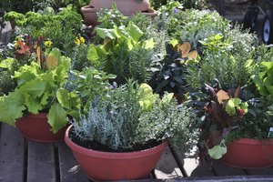 Muchas hierbas y vegetales crecen bien en contenedores de jardín.