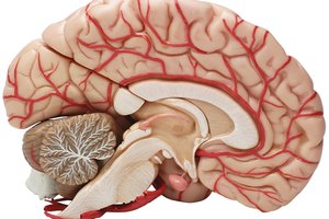 Desde el punto de vista fisiológico se han encontrado muchas diferencias entre un cerebro sano y uno con la enfermedad de Alzheimer.