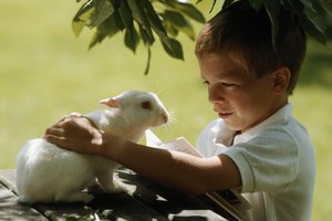 El conejo visto por un niño.