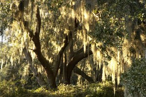 Carolina del Sur es el hogar de un gran número de reservas naturales que las familias pueden visitar.