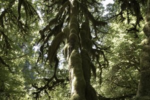 El Hoh Rain Forest es un bosque templado lluvioso con una densidad de árboles centenarios.